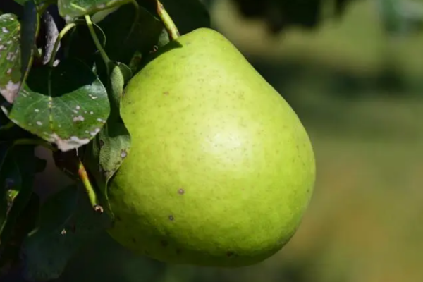 梨英语怎么读pear