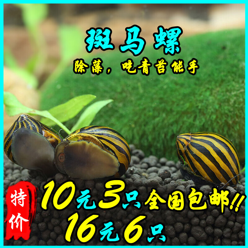 斑马安卓版ios版斑马英语vip破解版