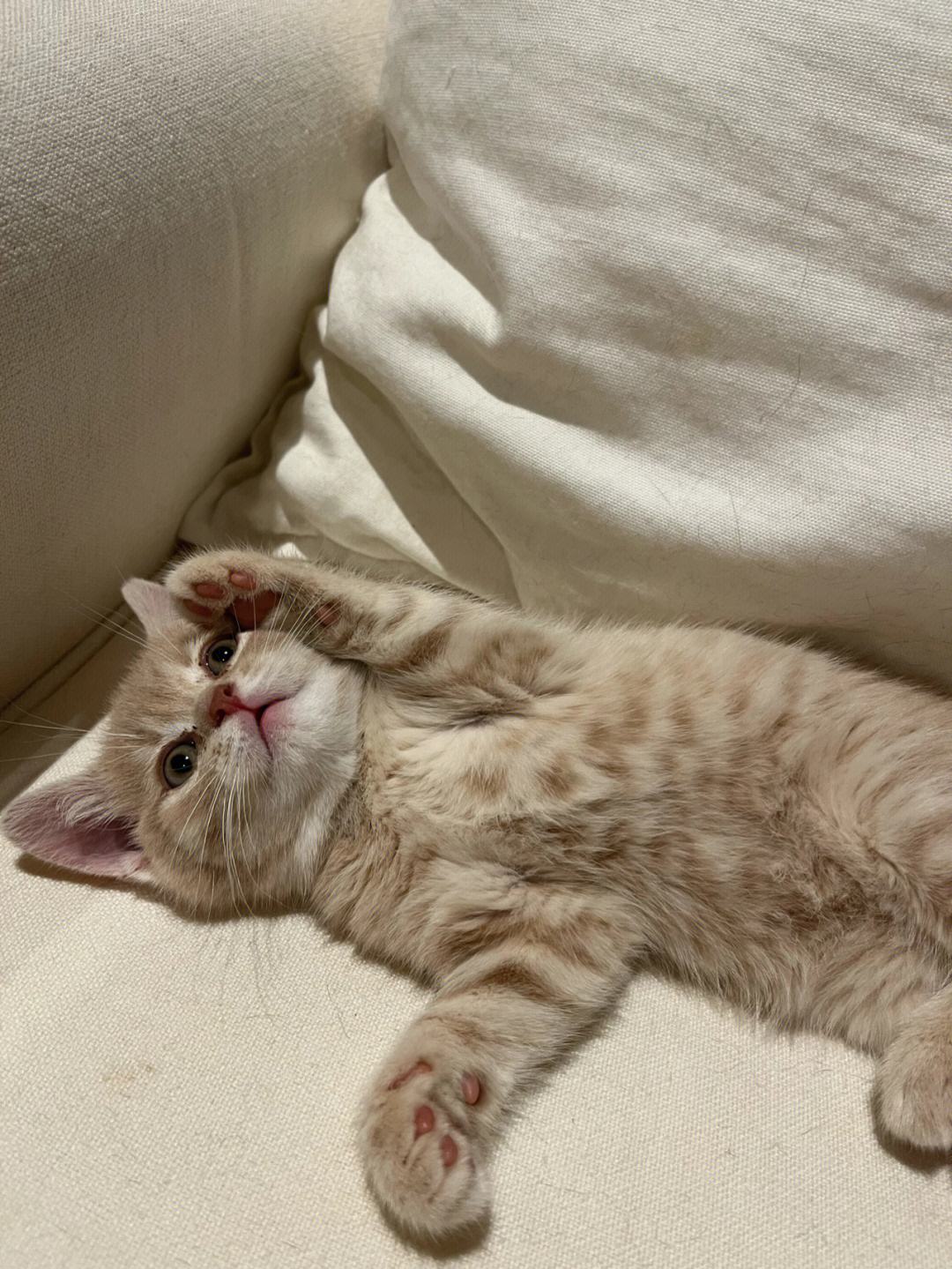 小奶猫苹果版小奶猫吃什么食物比较好