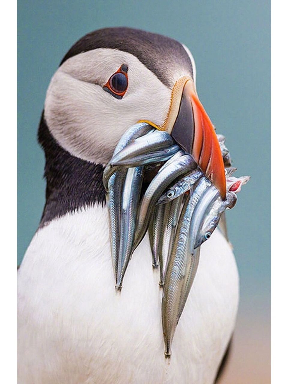 海鹦苹果版海鹦浏览器官网